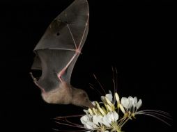 Los murciélagos han viajado hasta Granada para alimentarse, lo que los convierte en grandes exterminadores de plagas e insectos. ARCHIVO /