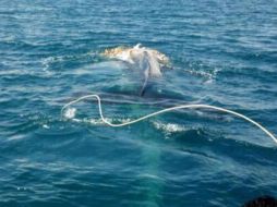 Imagen del rescate de la ballena jorobada de 17 metros rescatada. Foto: @PROFEPA_MX. ESPECIAL /
