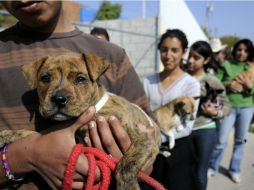 La vacuna será gratuita para todos los perros y gatos mayores a un mes de edad. ARCHIVO /