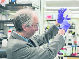 Según Jef Boeke, estos trabajos son el paso más grande para construir el genoma completo de levadura sintética. ESPECIAL /