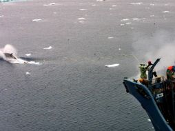 El veredicto es un gran triunfo para Australia y grupos ambientalistas que se oponen a la caza de ballenas por razones éticas. EFE /