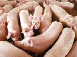 Golpe. La diarrea porcina afectó ya a 28% de los cerdos en el país. AFP /