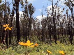 Buscan que el OPD cuide a uno de los activos ambientales más importantes y emblemáticos de Jalisco como lo es Bosque La Primavera. ARCHIVO /