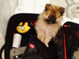 'Moonie' es el nombre de la nueva mascota de la cantante. ESPECIAL /