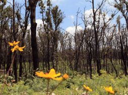 Jalisco es rico en biodiversidad y cuenta con una superficie forestal de ocho millones de hectáreas. ARCHIVO /