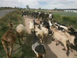 Se pide a los ganaderos que requieran apoyo federal, a que asistan a las ventanillas correspondientes para registrar sus proyectos. ARCHIVO /