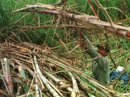 Los principales estados estadounidenses que producen azúcar son Florida, Luisiana, Texas y Hawai. ARCHIVO /