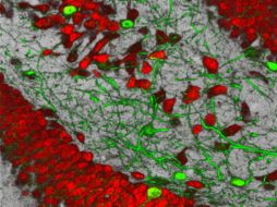 Se inyectó en el hipocampo un gen que provoca la producción de una proteína que está bloqueada en los pacientes denominada Crtc1. ESPECIAL /