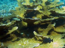 Se encuentra a una profundidad de entre 500 y 600 metros y está formado por colinas de coral de entre 40 y 50 metros de altura. ARCHIVO /