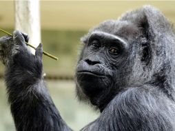 Conforme evolucione el modelo, los científicos podrán observar y evaluar cómo interactúan los seres vivos con sus ecosistemas. ARCHIVO /