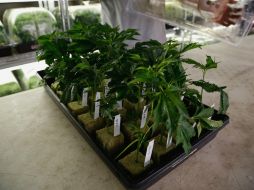 La ley es muy específica y señala que no podrá ser fumada y debe ser utilizada por los pacientes en forma de aceite. ARCHIVO /