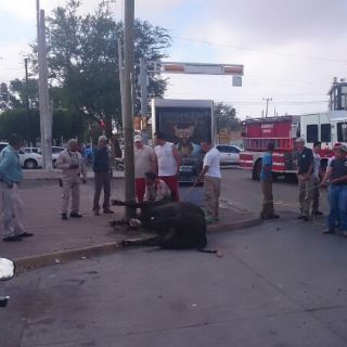 Escapan toros de Rastro municipal