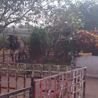 Rastro de Guadalajara aclara escape de toros