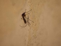 El mosco del dengue ha tenido una adaptación a diferentes ambientes en los últimos años. ARCHIVO /