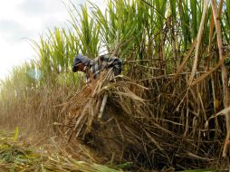 Parte del problema se debió a que en 2013 hubo un excedente en la producción de azúcar. ARCHIVO /