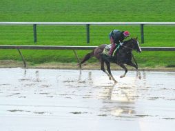 ''California Chrome'' llega a Preakness con cinco victorias consecutivas. AFP /