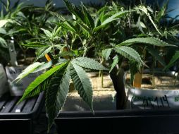 El tema de la legalización de la mariguana en nuestro país se ha colocado en la agenda de debates de la Cámara de Diputados. ARCHIVO /