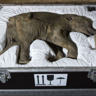 Una cría de mamut se expone por primera vez en Europa