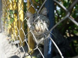 Asociaciones a favor de los animales piden tener cuidado con este tipo de personas. ARCHIVO /