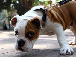 ''Mira, agarra una salchicha e inyéctale antifris y veras que se mueren y muerte naturalita (...)'', escribió Patricia Romero. ARCHIVO /