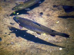 Entre las especies que se podrán observar están la trucha arco iris del sur de California. ESPECIAL /
