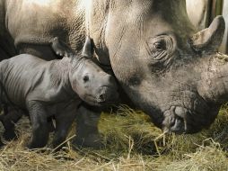 El rinoceronte negro de África es uno de ellos. ARCHIVO /