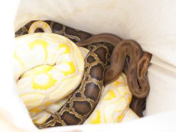 Entre los animales se encontraban tres víboras.  /