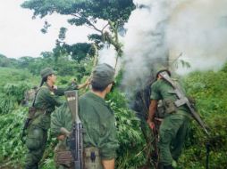 El mando castrense, explicó que fueron quemados 11 mil 902 kilogramos de mariguana, 345 plantíos, sembrados en 58 hectáreas. ARCHIVO /