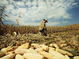 Los productores individuales y pequeños empresarios representan casi el total de los productores del campo jalisciense. ARCHIVO /
