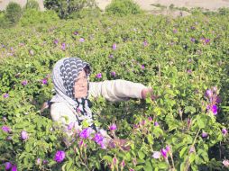 Desde las primeras horas del día, agricultores iraníes de Ghamsar salen a los campos a cosechar flores. EFE /