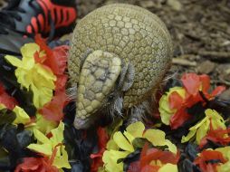 Imagen del armadillo que servirá como oráculo en la Copa del Mundo. EFE /