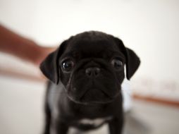 La sanción está basada conforme al Reglamento de Sanidad Animal, Protección y Trato Digno a los Animales. ARCHIVO /