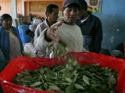 La UNODC reconoce el esfuerzo del país por la reducción de cultivos de coca. ARCHIVO /