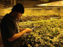 La mariguana comenzará a venderse en la capital estadounidense desde el próximo mes. ARCHIVO /