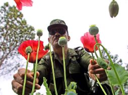 La destrucción de sembradíos de mariguana y amapola, siguen siendo una de las actividades que más combaten los soldados. ARCHIVO /