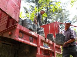 Continuarán con la campaña de concientización para más ciudadanos adopten un árbol y se responsabilicen de su cuidado. ARCHIVO /
