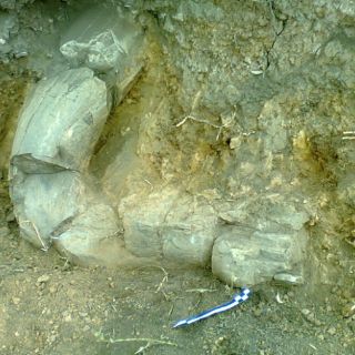 Encuentran colmillo de mamut en ofrenda prehispánica