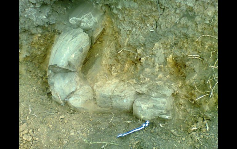 Con casi tres metros de largo, la pieza ósea fue llevada al cerro desde la zona lacustre. ESPECIAL /