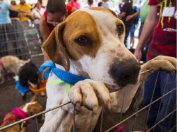 La cuestión de los perros callejeros es un problema ocasionado por la apatía de la población ante la esterilización de sus mascotas. ARCHIVO /