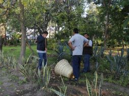 Se plantaron cuatro laureles de la India y un guamúchil.  /
