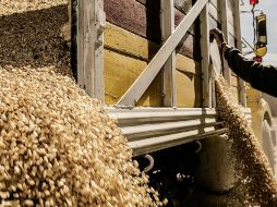 En Jalisco se tiene una sobre producción de maíz blanco, es decir, se siembra de más. ARCHIVO /