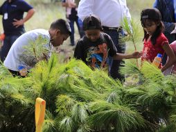 Extra ha plantado más de siete mil árboles en distintos puntos de la ciudad.  /