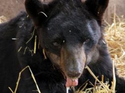 'Invictus' no tenía maxilar inferior debido a que se le había extirpado. Tomada de @PROFEPA_Mx. ESPECIAL /