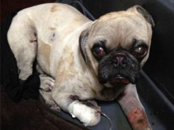 La médico veterinaria que atendió a ''Torito'' dice que sobrevivió una semana, pero el daño que tenía era muy grave. ESPECIAL /