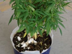 Al parecer el detenido hacía sus primeros pininos en el negocio de las drogas.  /