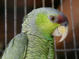Los animales son comercializados en cruceros de la Zona Metropolitana de Guadalajara. ARCHIVO /