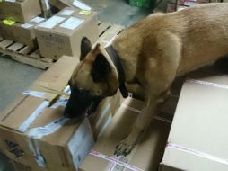 Un perro entrenado detectó el enervante. ESPECIAL /