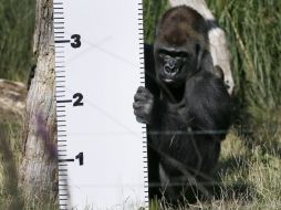 El gorila occidental de espalda plateada gesticula durante un pase fotográfico en el recuento anual del zoológico. AP /