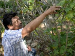 En la investigación se recurrió a la gente común, sobre todo a las personas mayores, y no a curanderos ni especialistas. ARCHIVO /