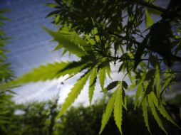 Los estados con leyes de cannabis médica tuvieron una tasa anual de muertes más baja en comparación a otros estados sin esas leyes. ARCHIVO /